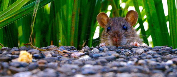 Rat Abatement Program
