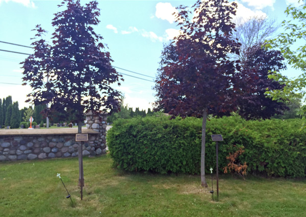 Two Commemorative trees surrounded by a stone wall, create a serene outdoor space.