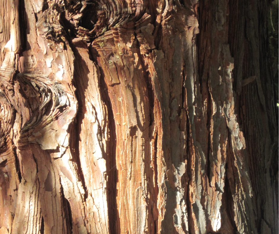 Cedar tree bark