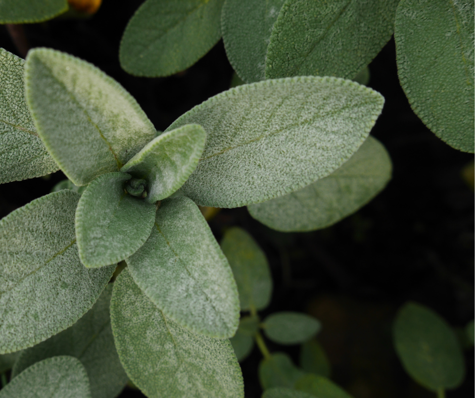Sage plant
