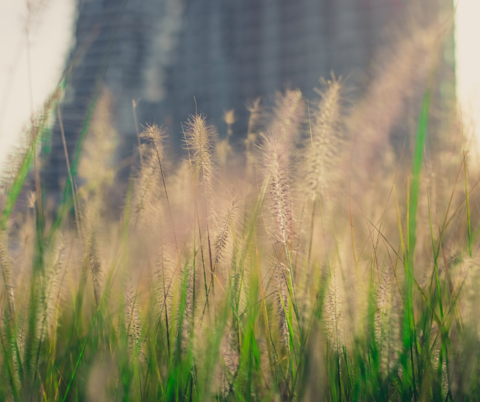 Sweetgrass growing in a field