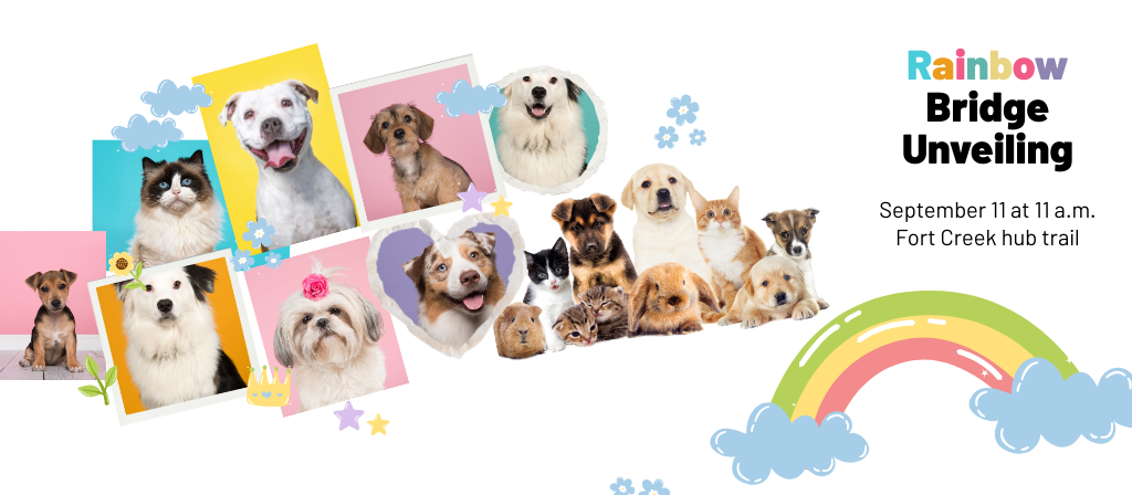 Colorful Playful Pet Collage