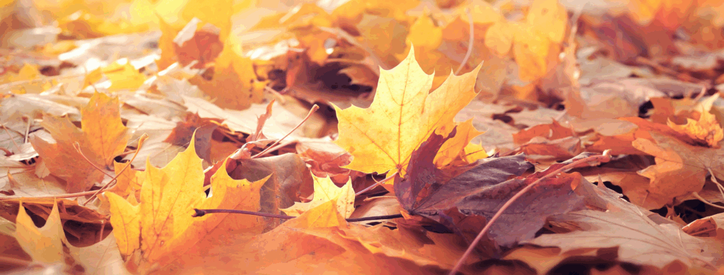 Photo of fallen leaves on the ground